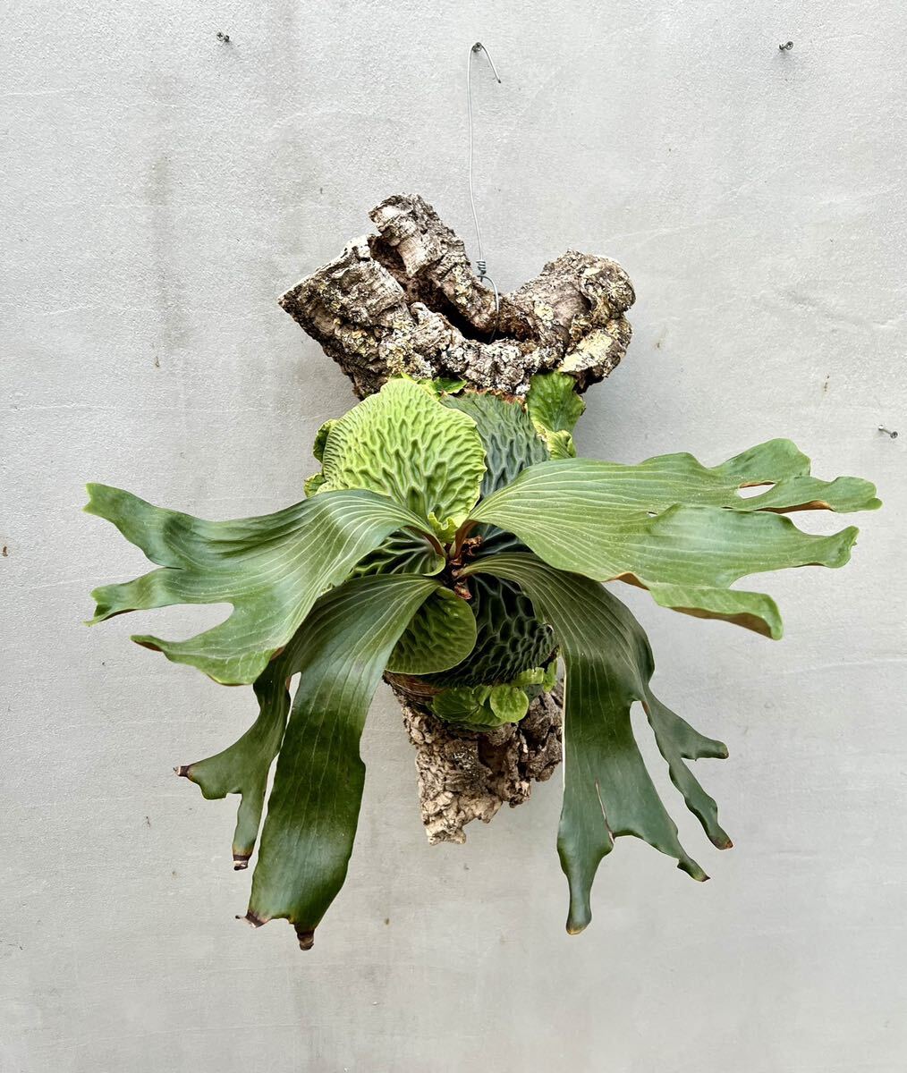 Yahoo!オークション - P madagascariense マダガスカリエンセ【vandaka