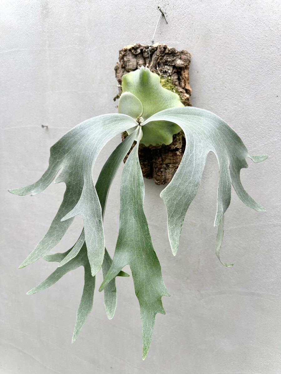 Yahoo!オークション - P. 'Ginka' spore grown 銀華 ビカクシダ【vanda