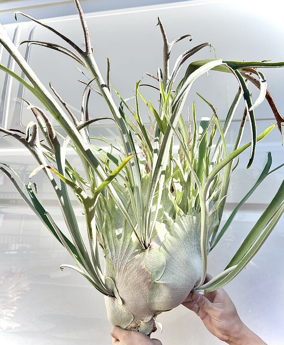 Yahoo!オークション - P. veitchii wild (vp#3) ビカクシダ【vandaka】