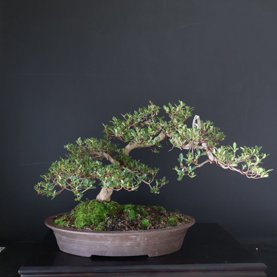 Yahoo!オークション - 【人気品種】明美の月 皐月盆栽 さつき さつき盆