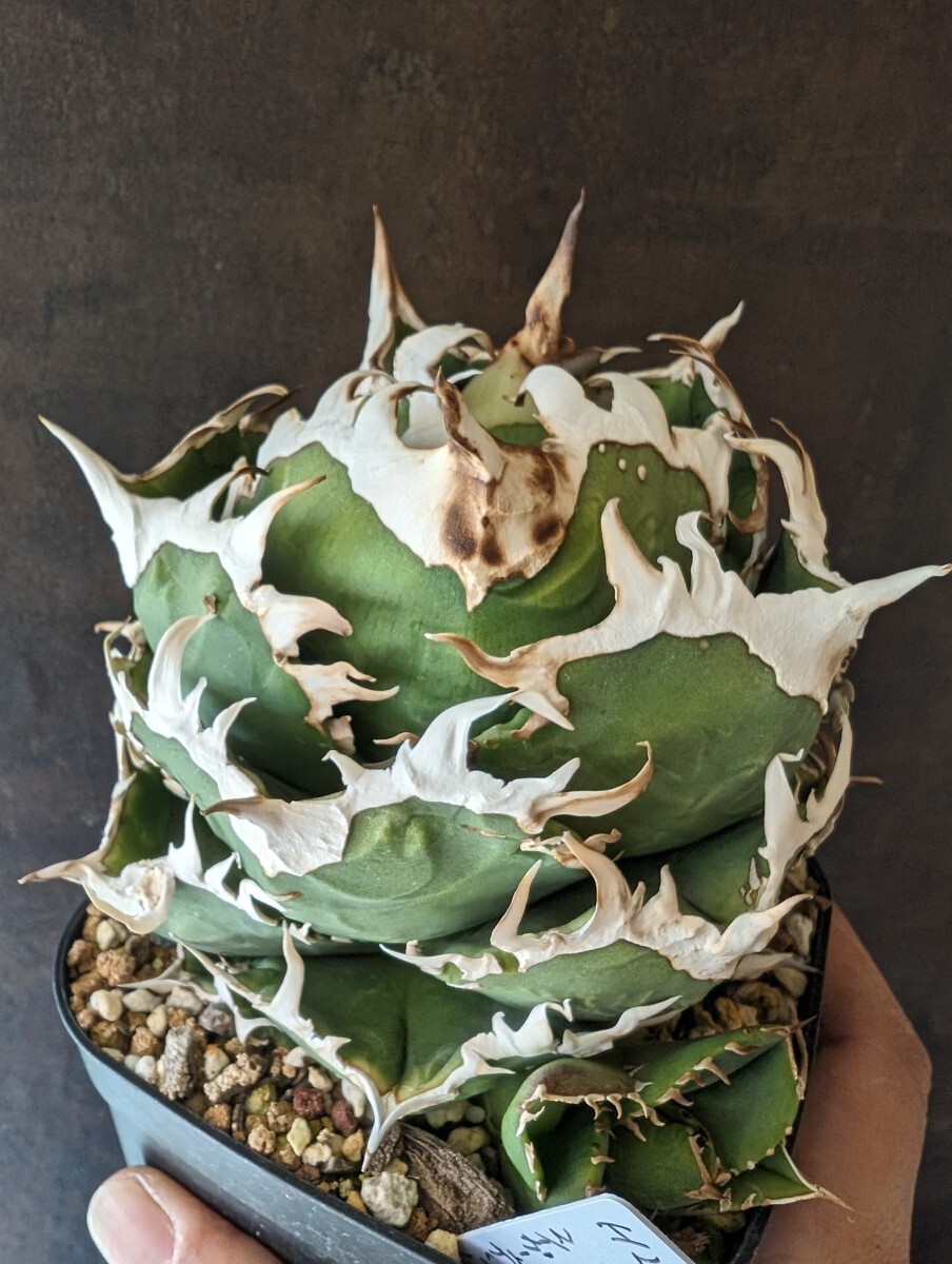 Yahoo!オークション - 【AGAVE TITANOTA CG01】COK アガベ チタノタ 子