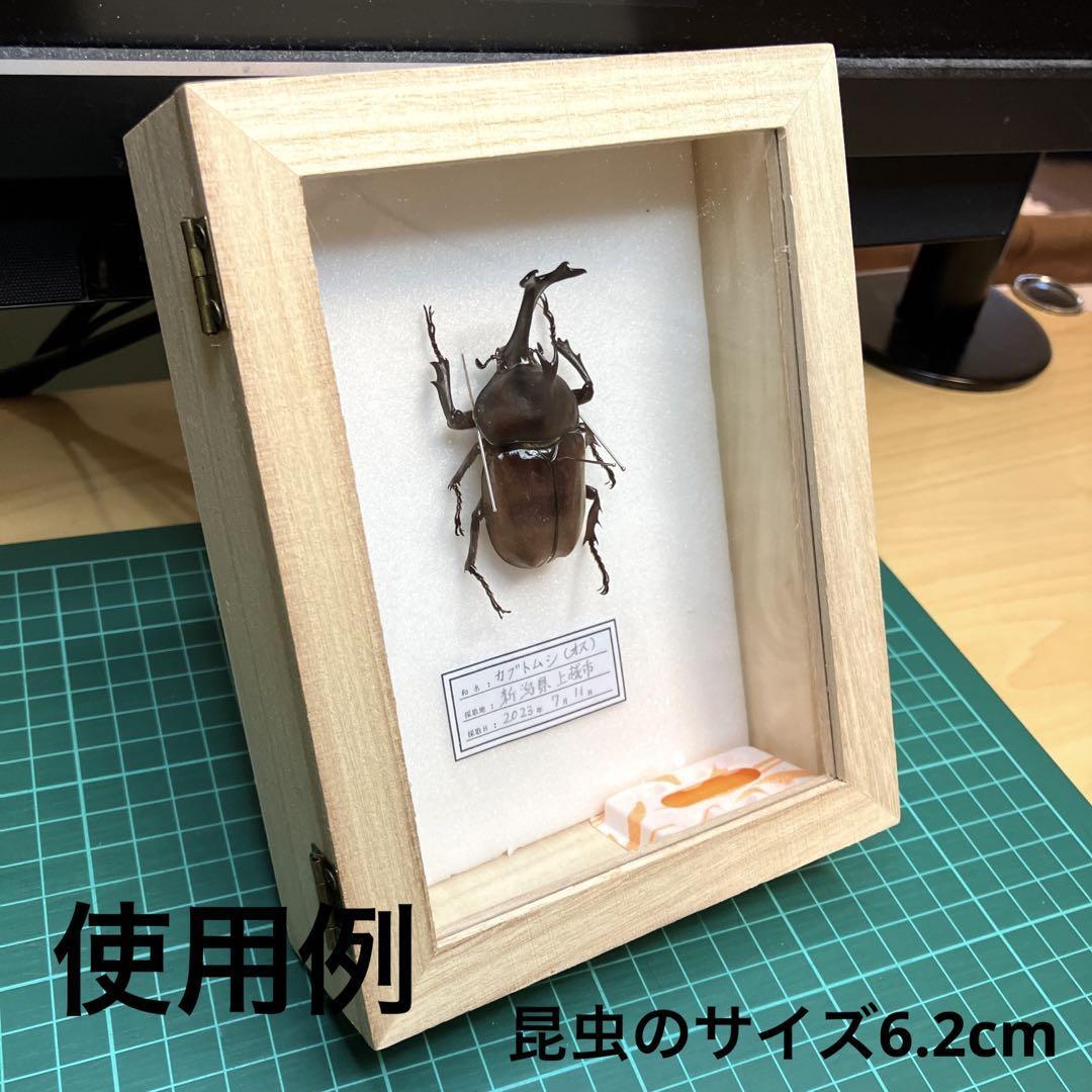 カーニバル 約40匹カブトクワガタ本物標本まとめ売り カーニバル 約40