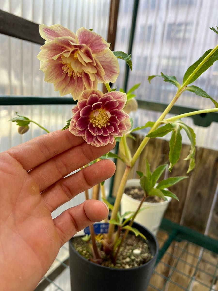 クリスマスローズ ソレイユ｜Yahoo!フリマ（旧PayPayフリマ）