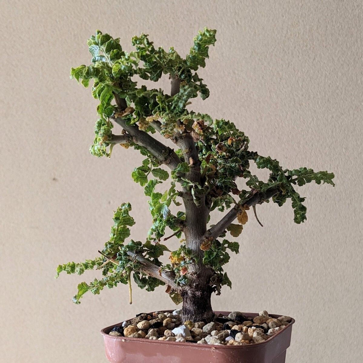 Yahoo!オークション - ボスウェリア サクラ 実生株 塊根植物 コーデッ