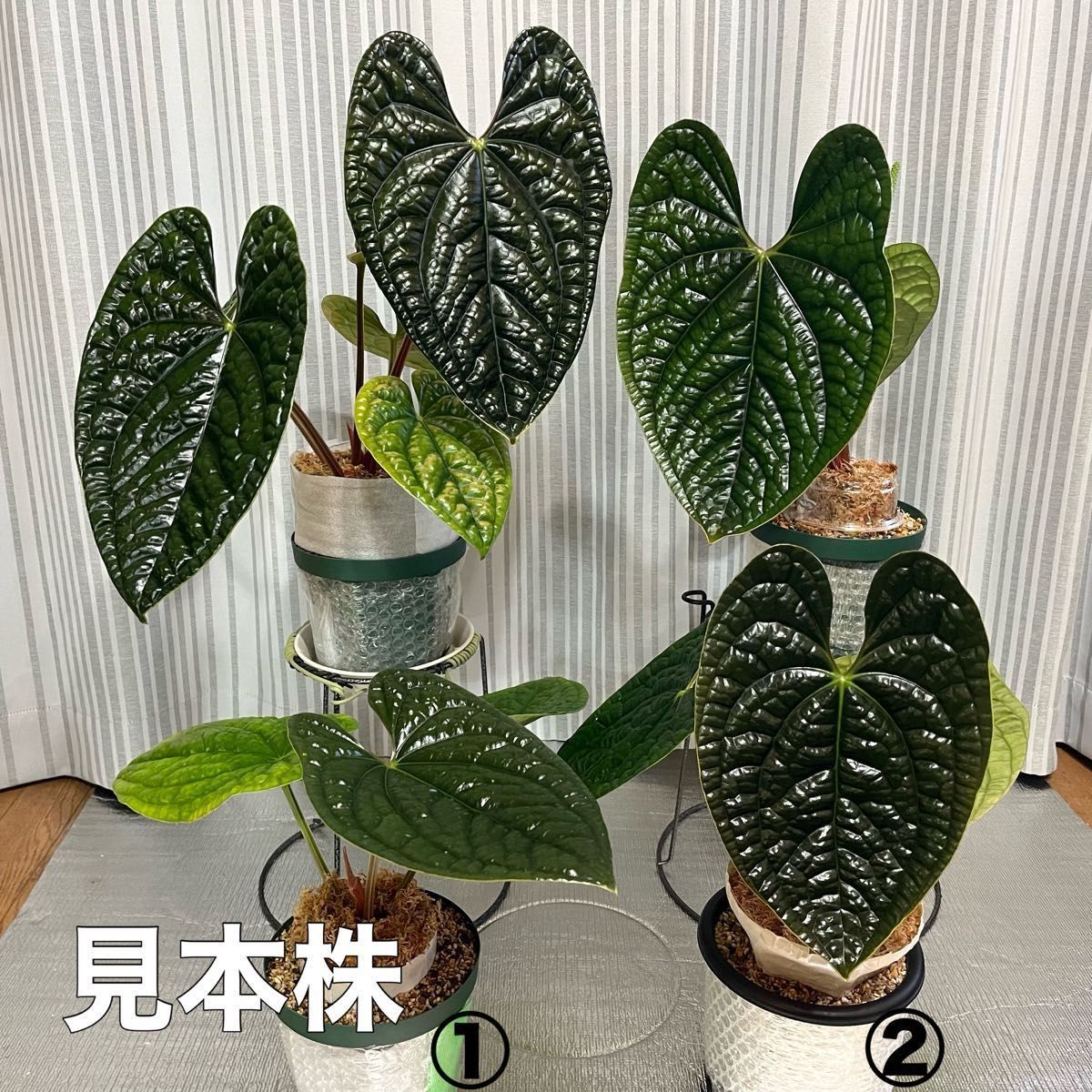 アンスリウム ルクスリアンス Anthurium luxurians②｜Yahoo!フリマ