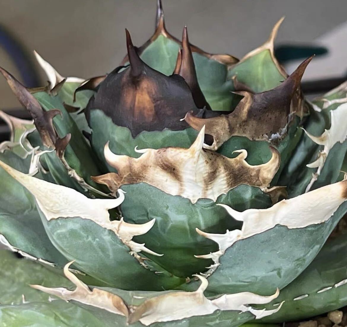 Yahoo!オークション - アガベ チタノタ 【青犀牛】発根済み /検 緑犀牛