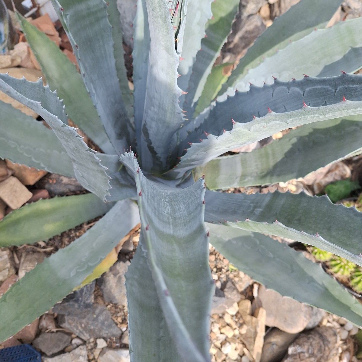 明日8時まで限定価格になります 特大株アガベアメリカーナ ドライ