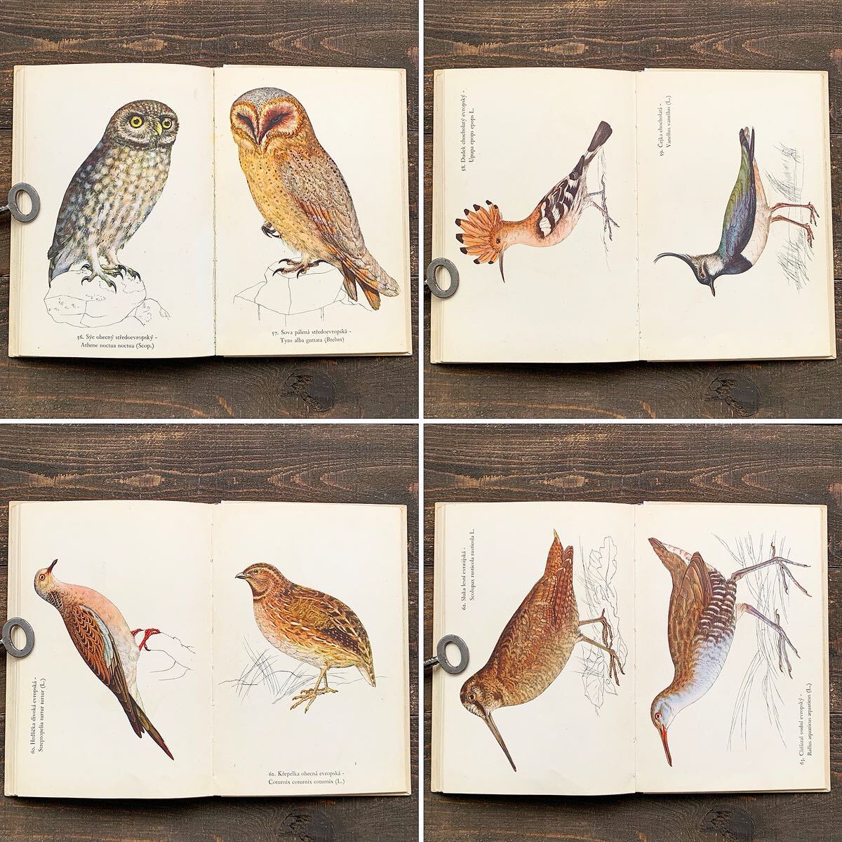 素朴で美しい鳥の絵]チェコの古い鳥類図鑑(1941年)/ヴィンテージ