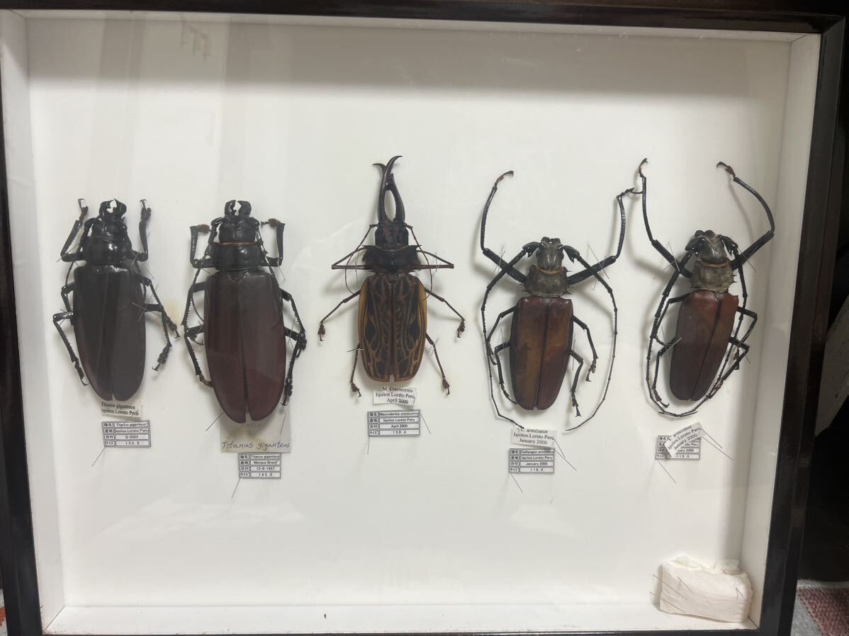 Yahoo!オークション - オオキバウスバカミキリ他 昆虫標本