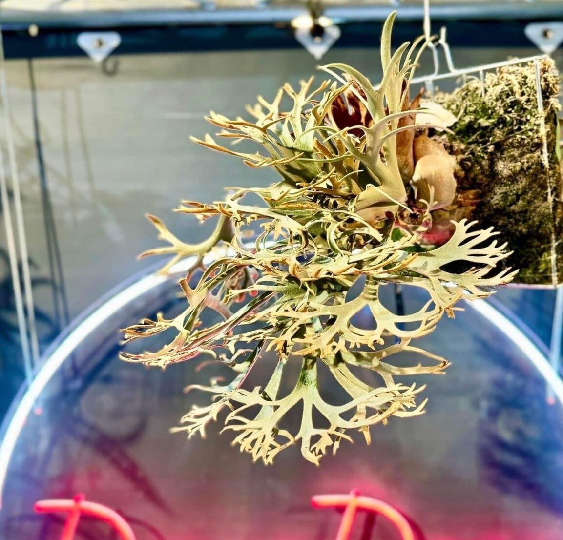 金童 P willinckii 'Golden boy' spored③ ＠ビカ森wife ゴールデン