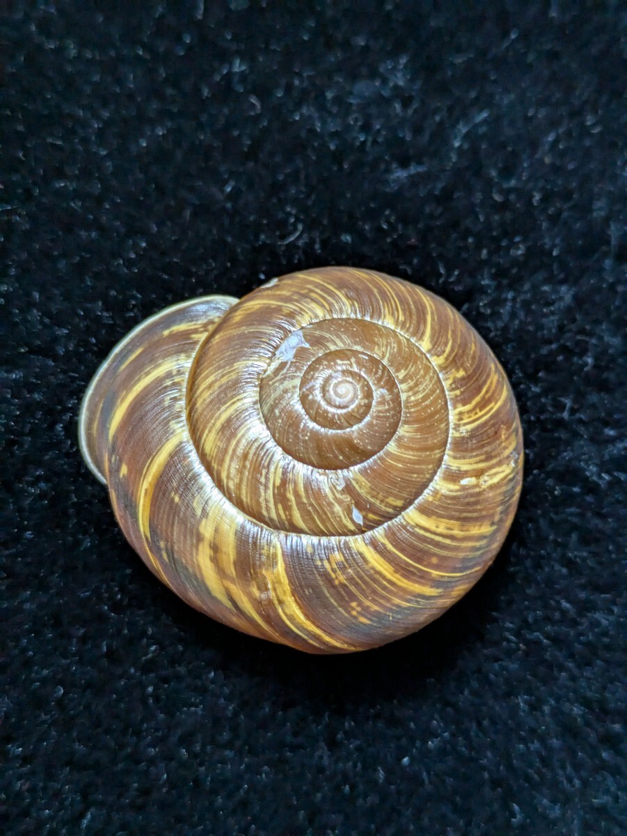 Yahoo!オークション - 貝標本「ダイセンニシキマイマイ」