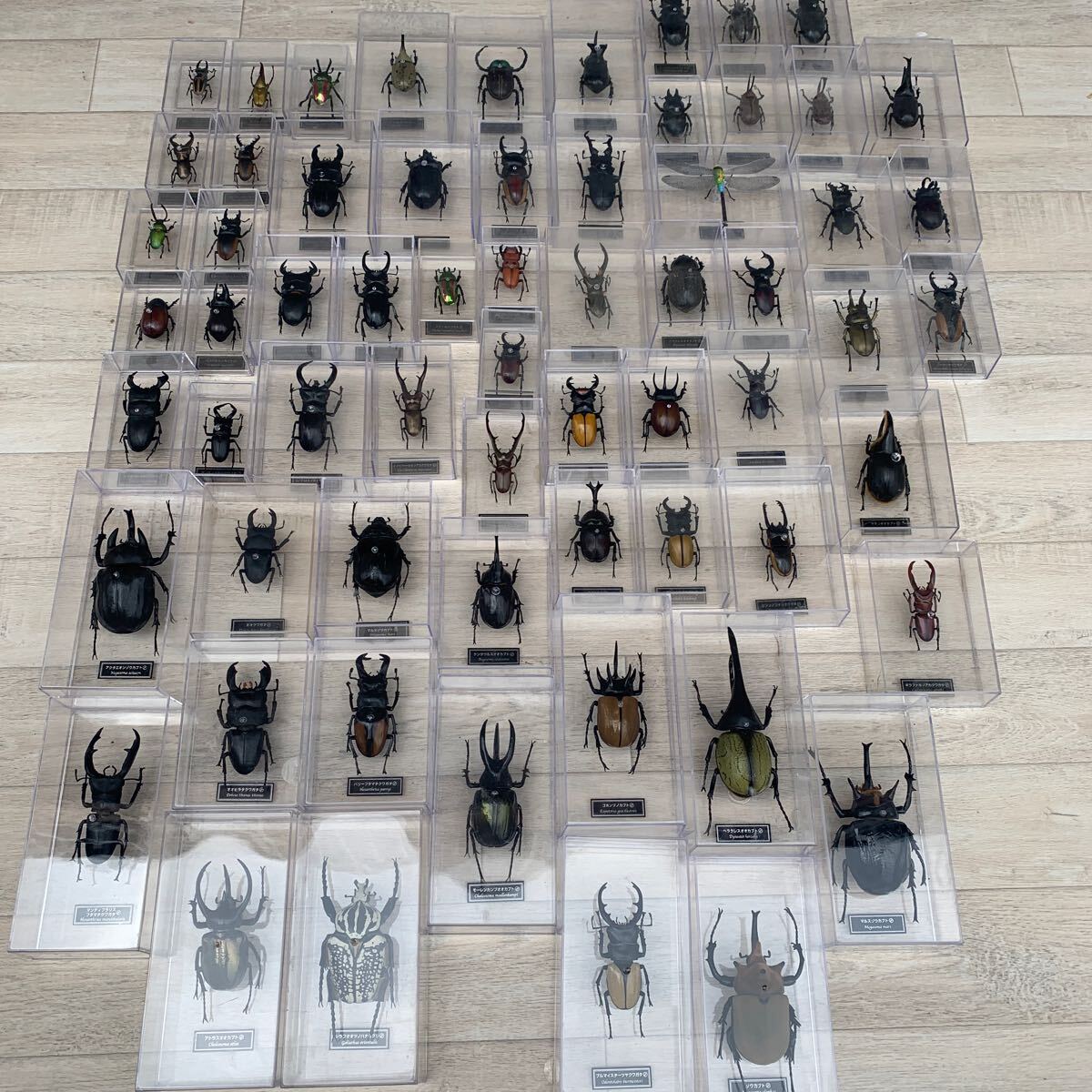 Yahoo!オークション - ディアゴスティーニ 世界の昆虫 デアゴスティー