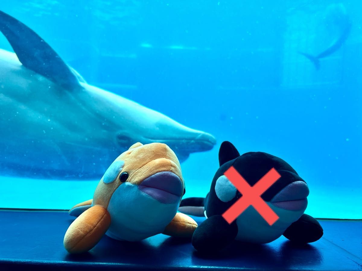 須磨シーワールド オルカくじ 4等 オレンジ｜Yahoo!フリマ（旧PayPay