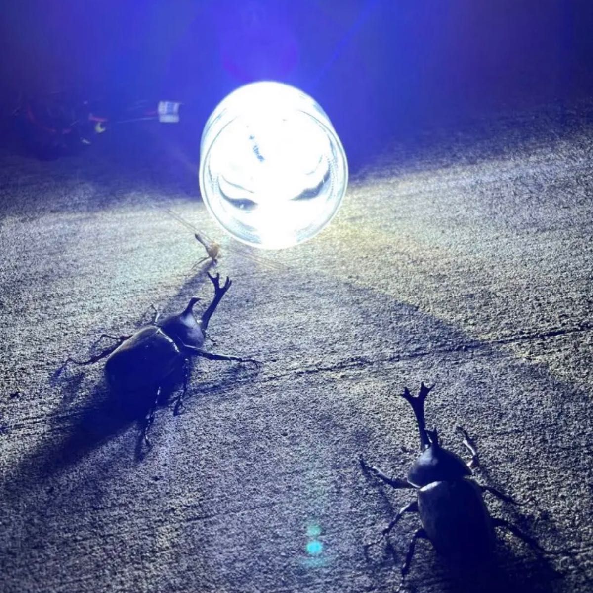 灯火採集 置き型 ライトトラップ HID55w 紫外線放出加工済｜Yahoo