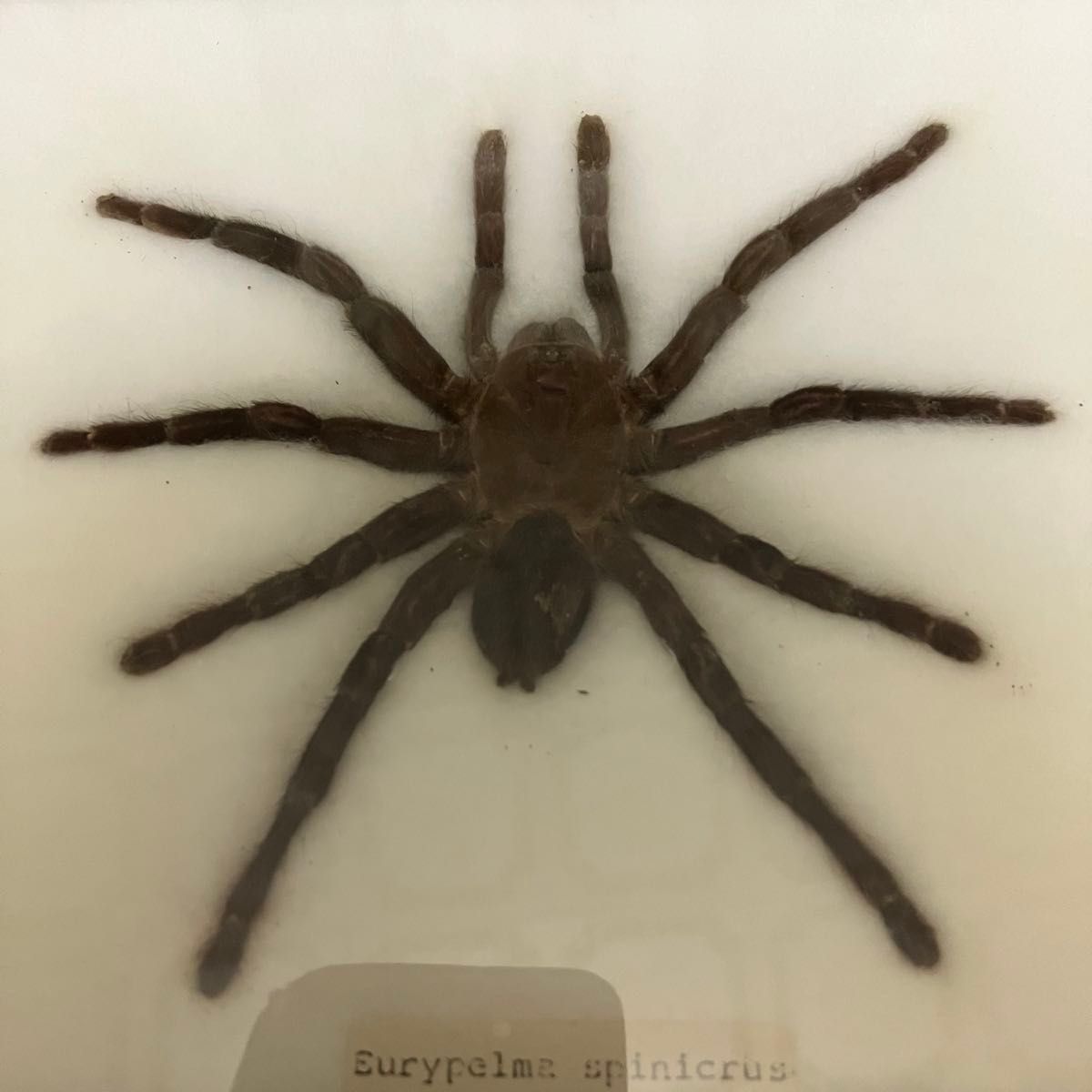 レア迫力満点 】タランチュラの標本 蜘蛛 クモ 標本 展示 鑑賞用