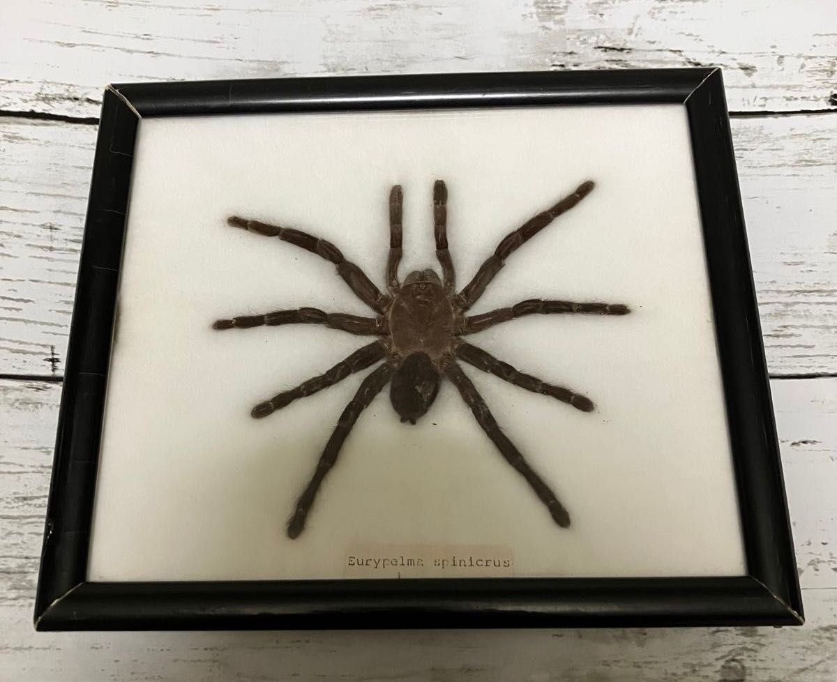 レア迫力満点 】タランチュラの標本 蜘蛛 クモ 標本 展示 鑑賞用