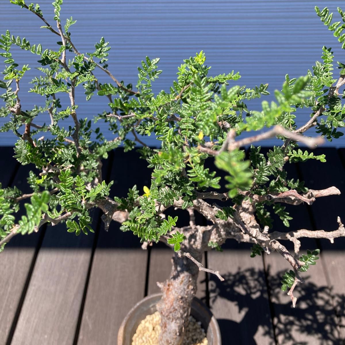 コミフォラモンストローサ｜Yahoo!フリマ（旧PayPayフリマ）