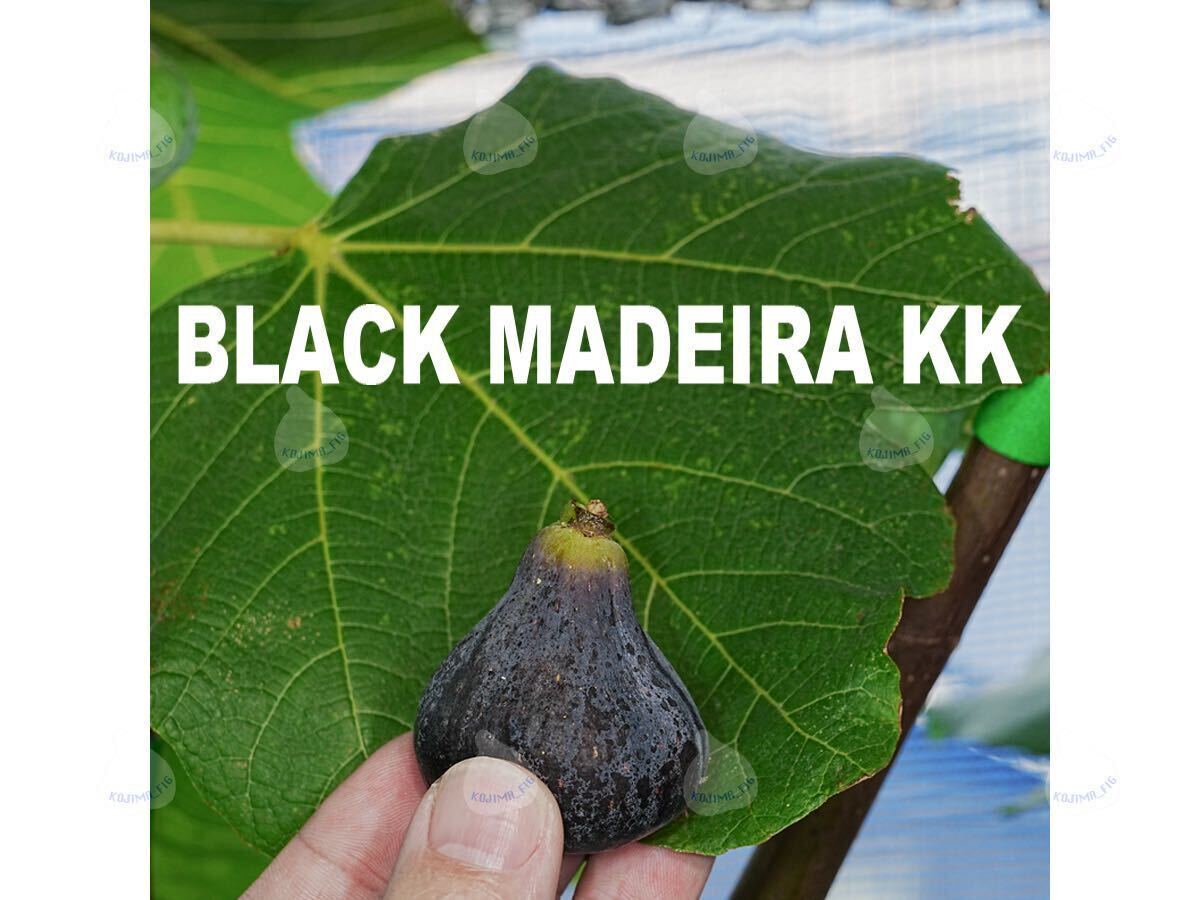 Yahoo!オークション - イチジク苗木 Black Madeira KK ブラックマデイ