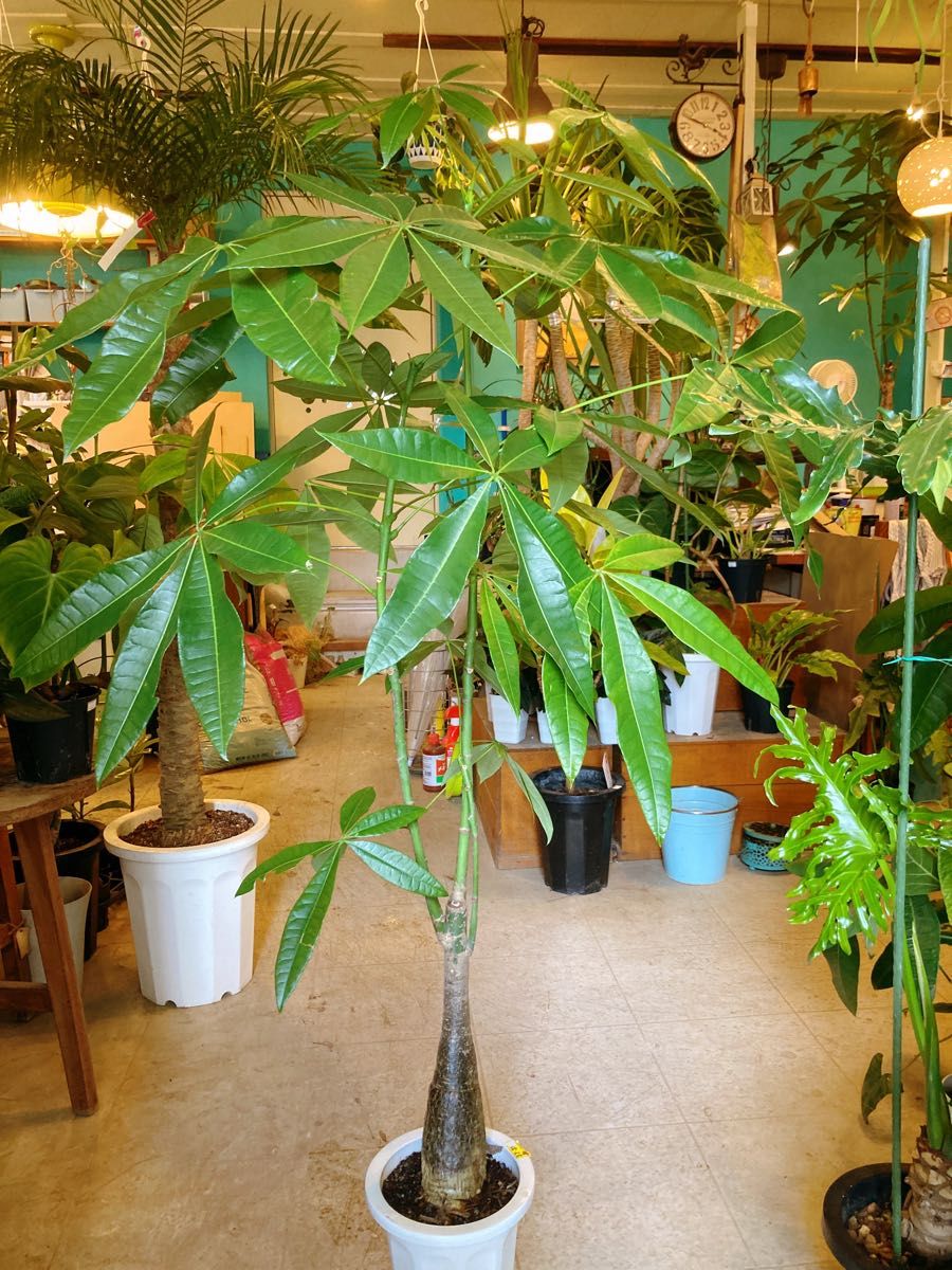 パキラ パラソル仕立て｜Yahoo!フリマ（旧PayPayフリマ）