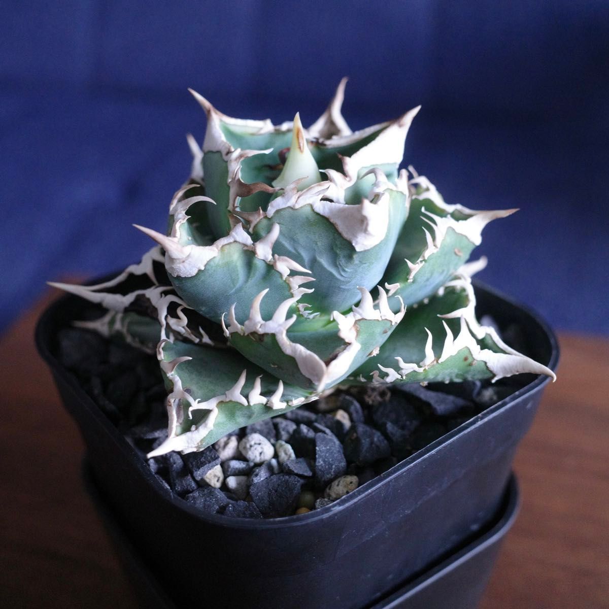 アガベ チタノタ CJ Special 大白鯊タイプ 子株｜Yahoo!フリマ（旧