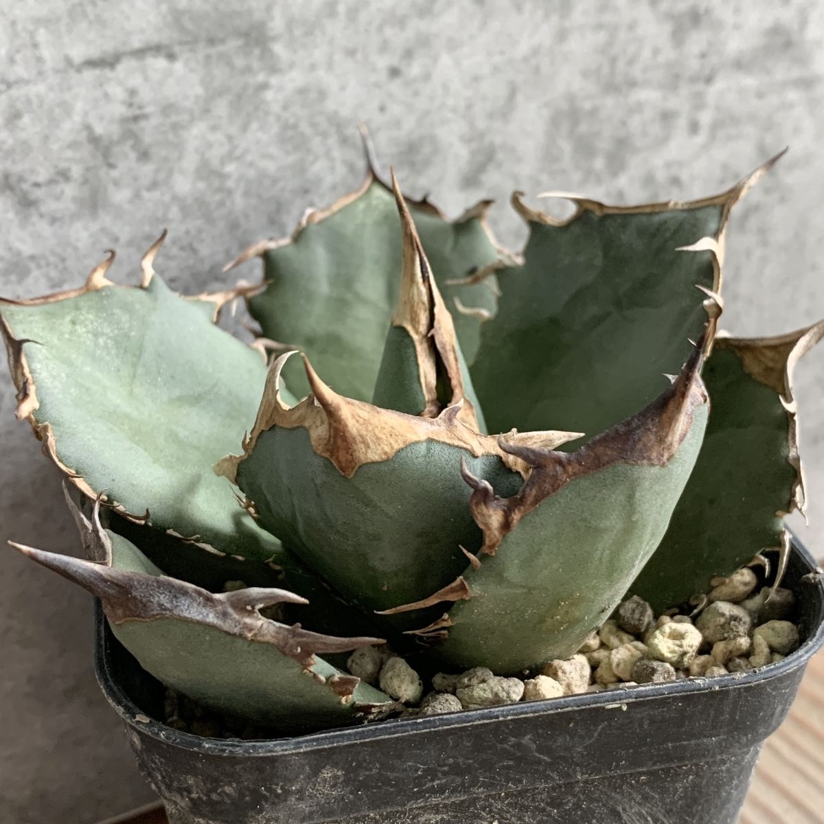 台湾株アガベ チタノタ 白鯨 スパチタ レア 強棘 特選 OC株 特選