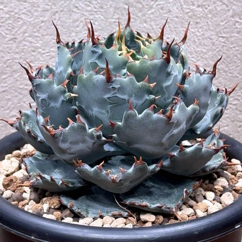 Yahoo!オークション - 【FK PLANTS】 Agave hybrid '姫蠍蟹' （子株）