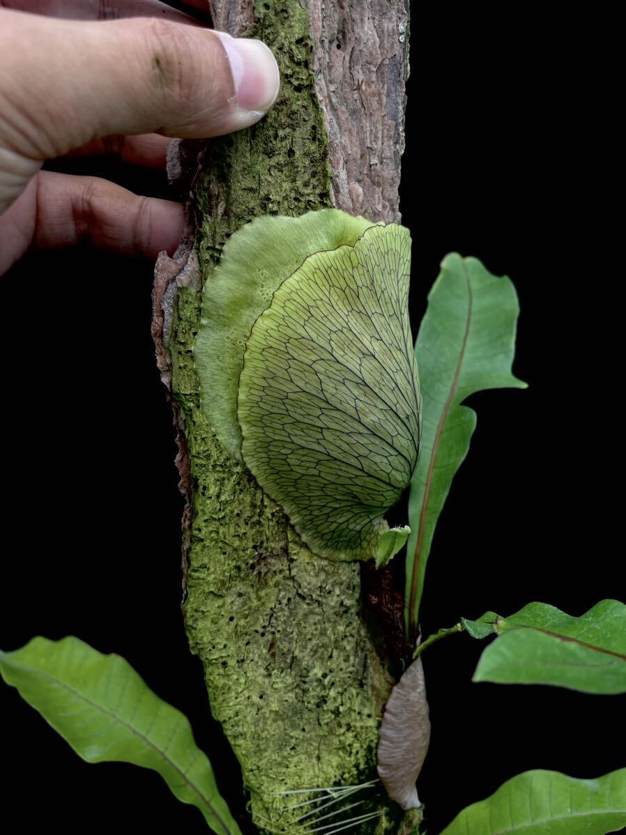 Yahoo!オークション - Drynaria involuta Borneo (teto)