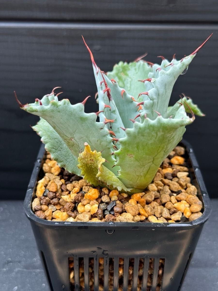 アガベ ネバデンシス × パライシ ハイブリッド ジェレミー パラサナ