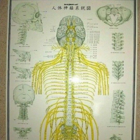 人体神経系統図 自律神経系統図 幕セット｜Yahoo!フリマ（旧PayPayフリマ）