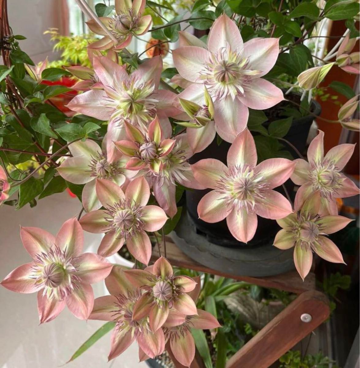 クレマチス 桃万重 ポットごとネコポス発送｜Yahoo!フリマ（旧PayPay