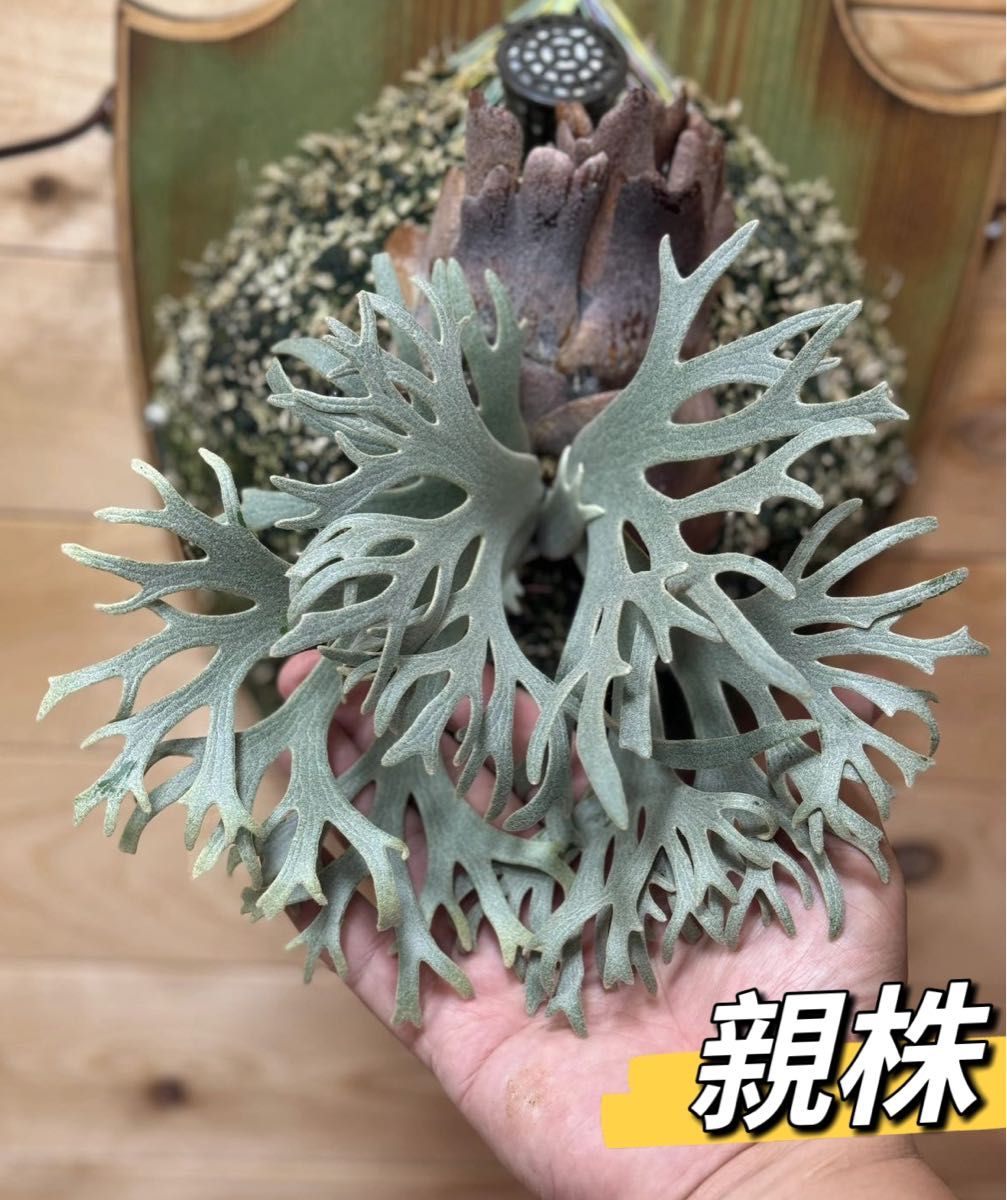 ビカクシダ バクテリア スポアP willinckii 'Bacteria' spore｜Yahoo