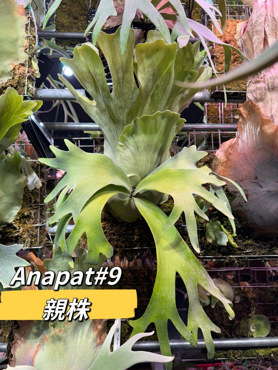 ビカクシダ p willinckii 'Anapat #9' OC 子株出品｜Yahoo!フリマ（旧