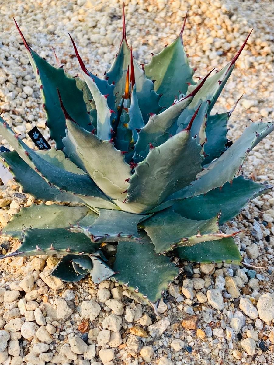 アガベ ハイブリッド 頼光x屈原の舞扇 子株｜Yahoo!フリマ（旧PayPay