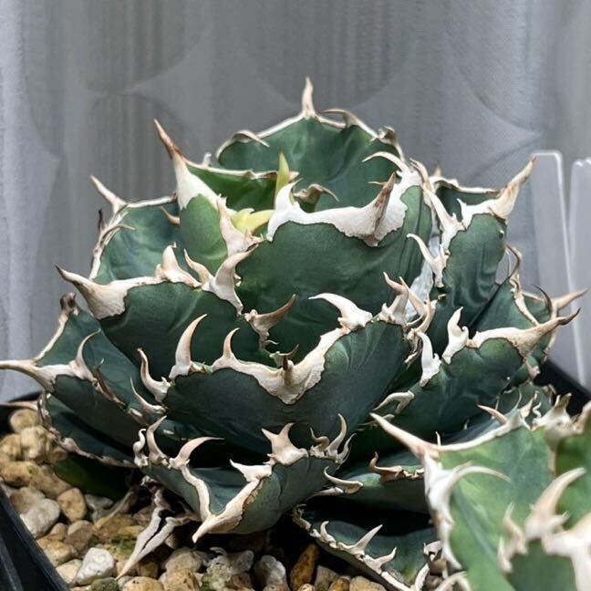 Yahoo!オークション - アガベ チタノタ cj Special 子株(検索)表裏棘