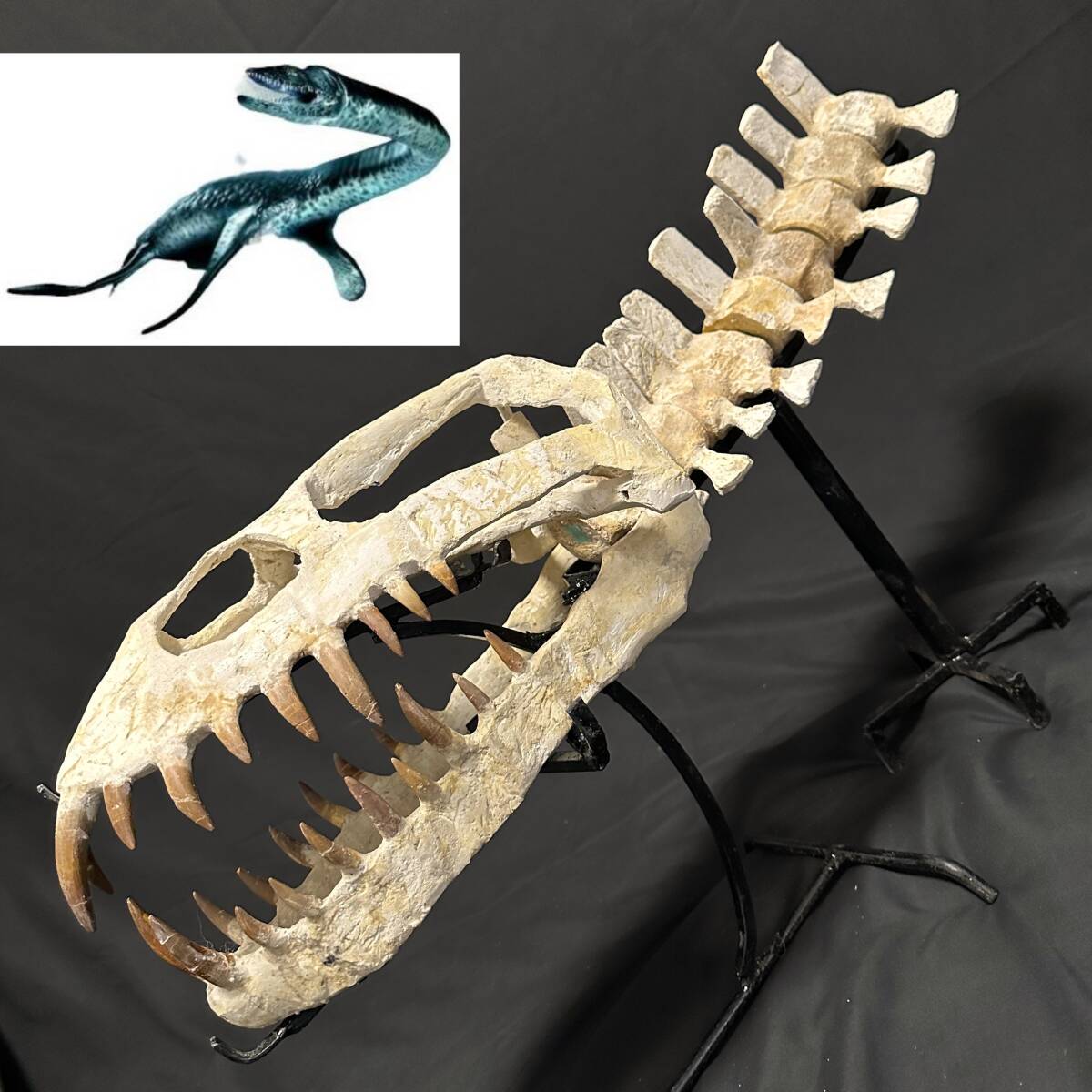 プレシオサウルスの椎骨の化石 プレシオサウルス 椎骨 化石 【公式通販】