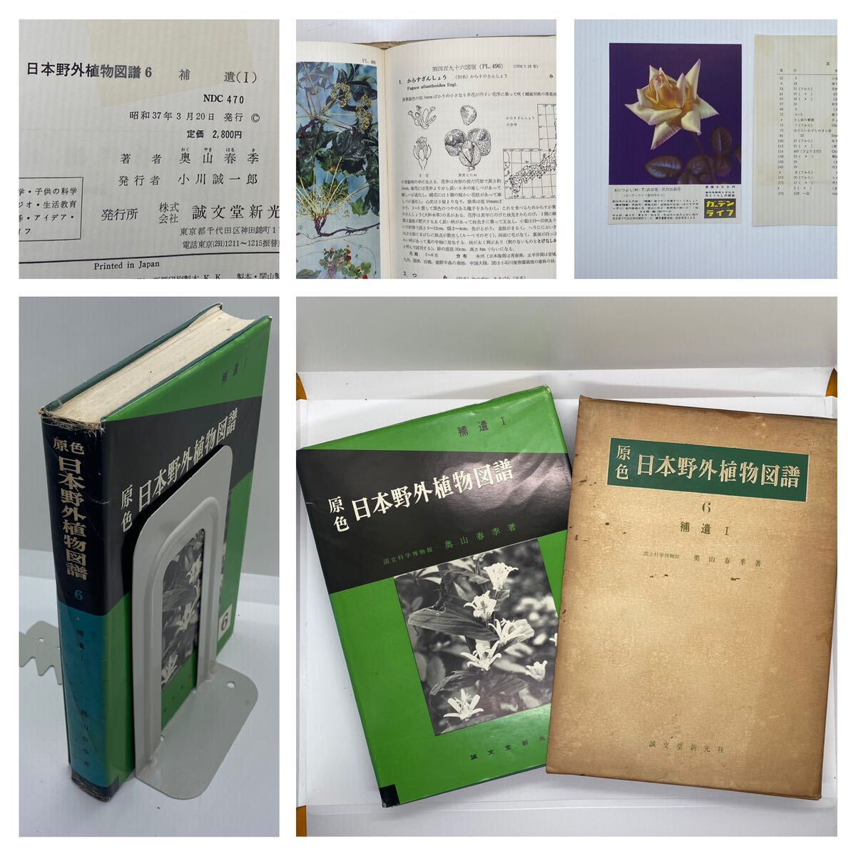 日本山草図譜 日本山草図譜 日本山草図譜