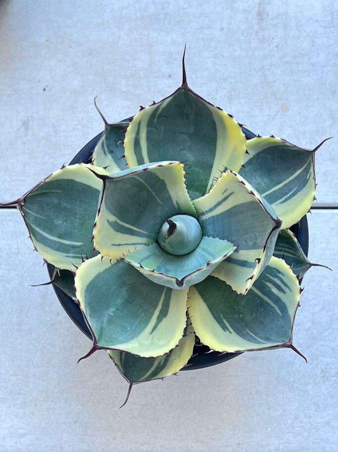 Yahoo!オークション - アガベ パリー トランカータ ゴールデンイーグル