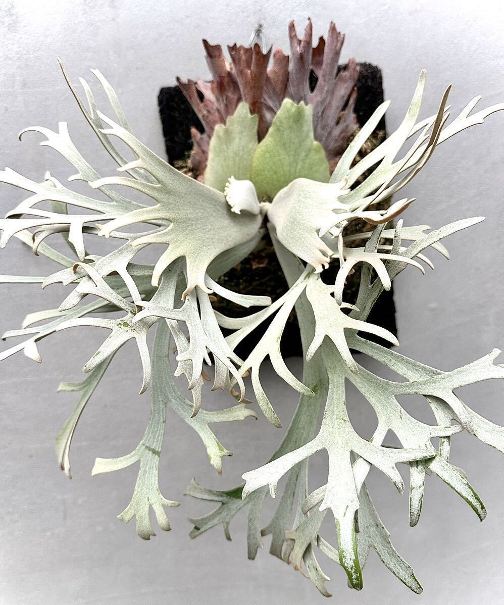 Yahoo!オークション - P. willinckii 'Bogie' 【波奇】ウィリンキー 【