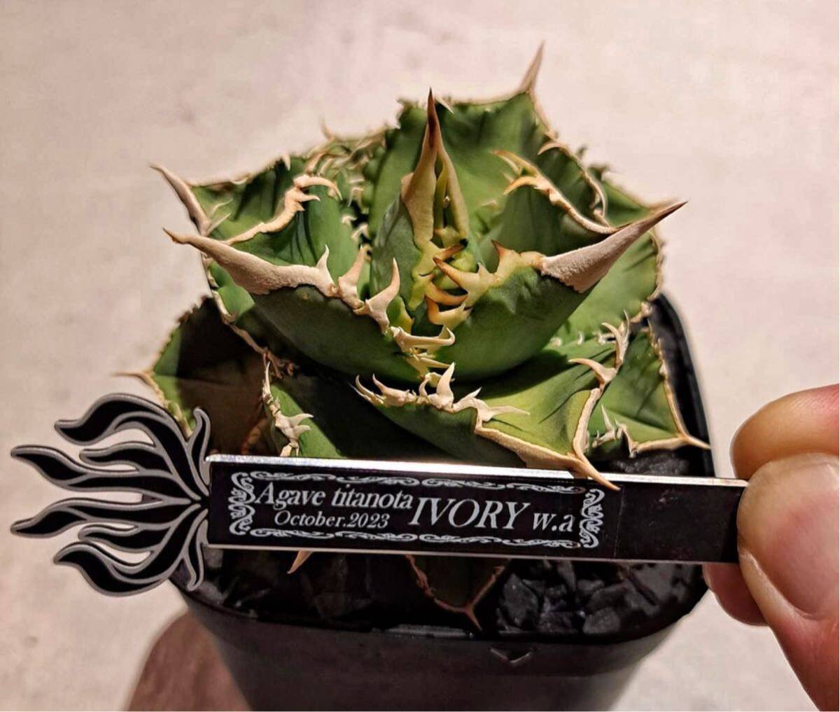 Agave IVORY W.A 子株 発根済 訳アリ格安注意事項 Agave IVORY W.A4