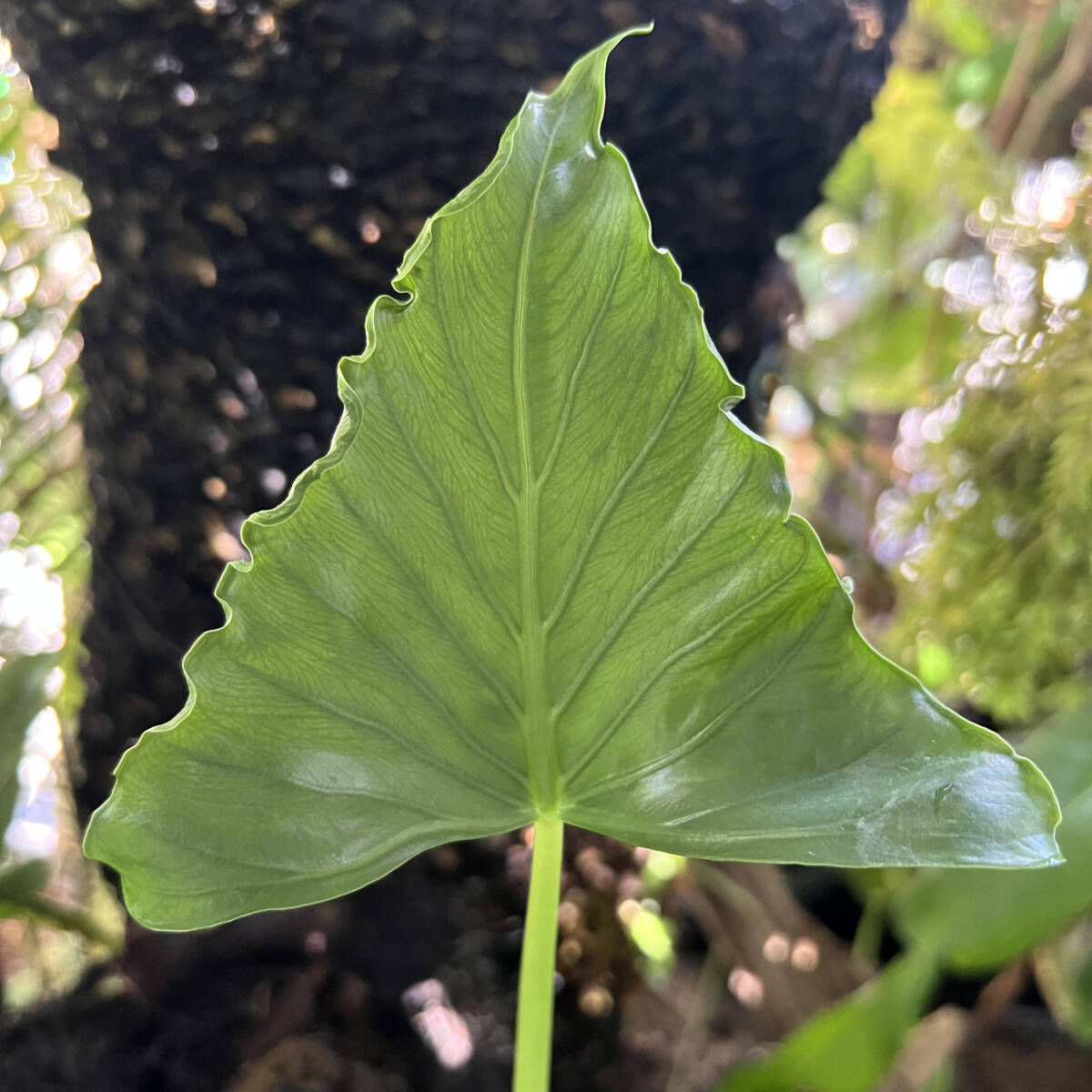 Yahoo!オークション - 超激レア Alocasia cucullata 'Crinkles' アロカ
