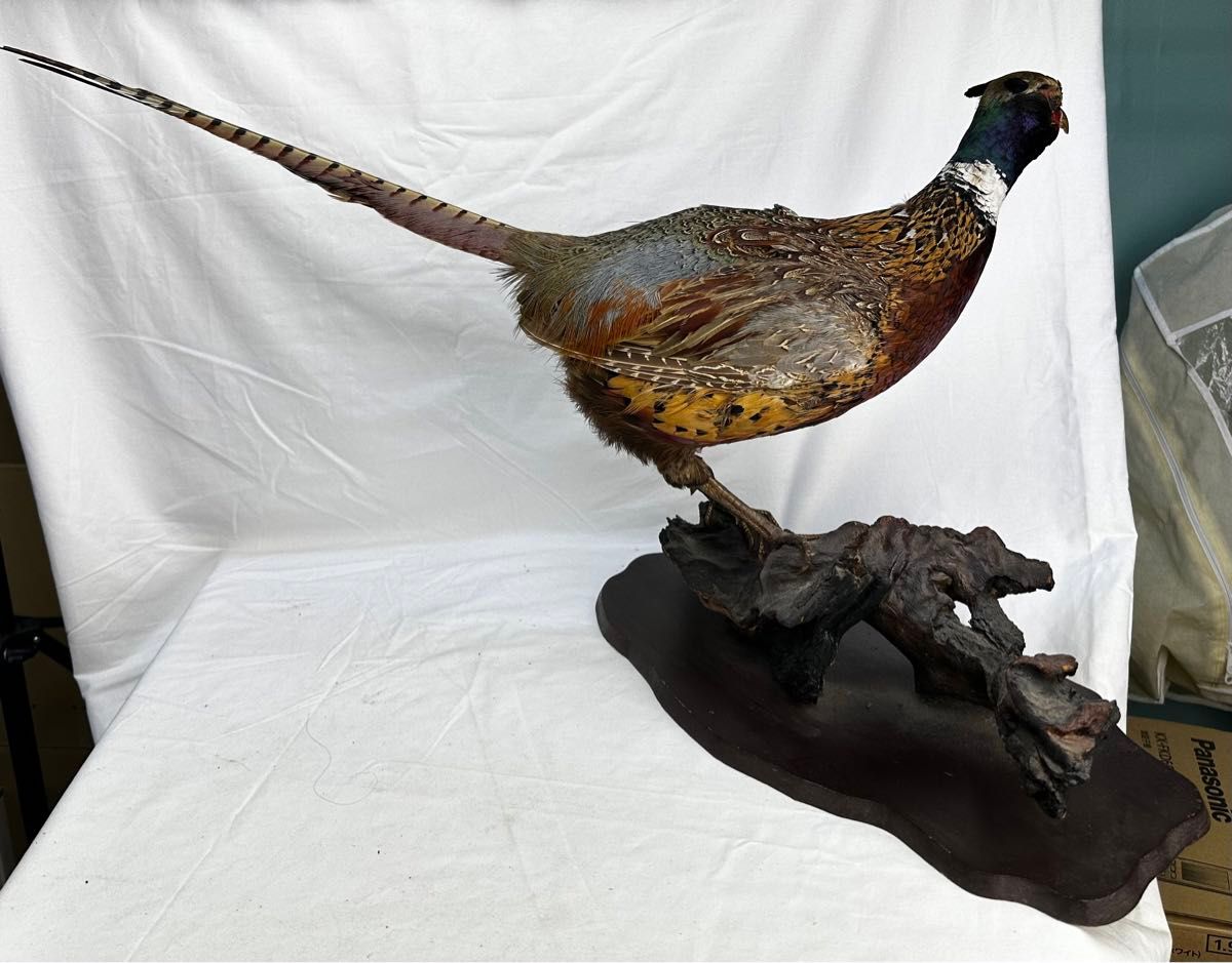 雉キジの剥製 置き物 昭和レトロ 鳥｜Yahoo!フリマ（旧PayPayフリマ）