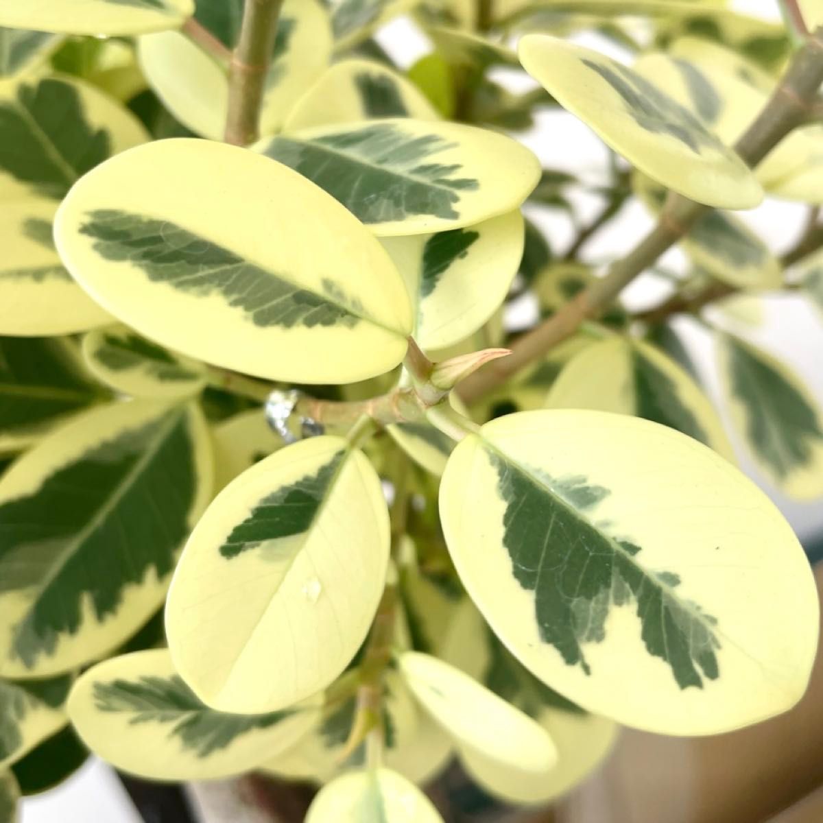 新鮮枝/超希少種/挿し木手順書付】パンダガジュマル 斑入り 挿し木用