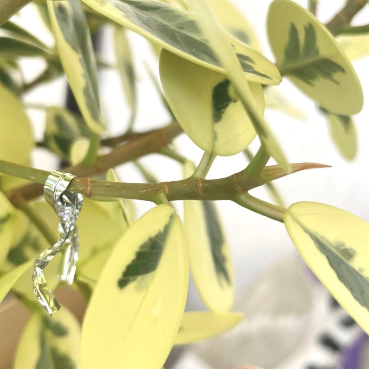 新鮮枝/超希少種/挿し木手順書付】パンダガジュマル 斑入り 挿し木用