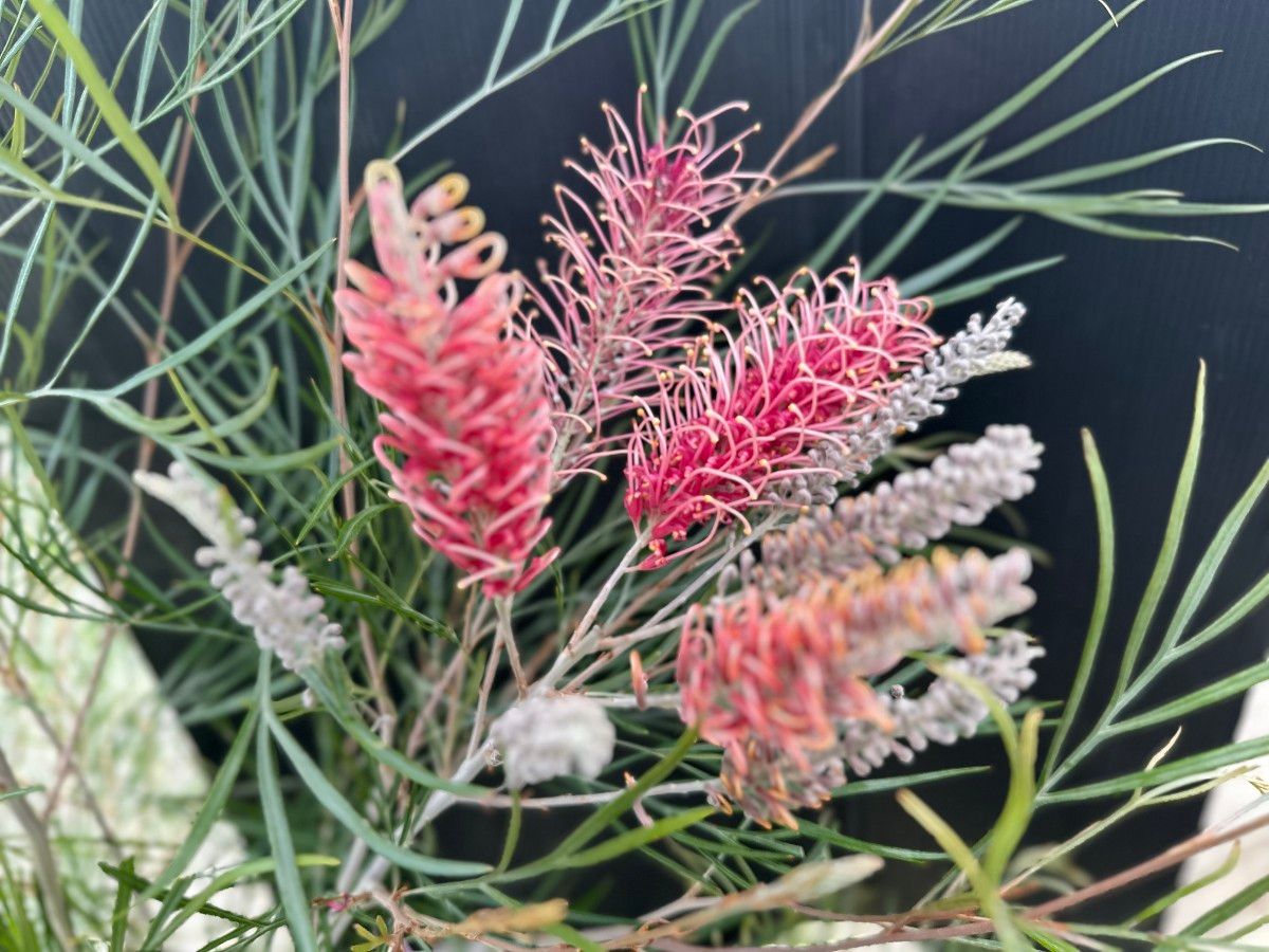 ⑥超希少グレビレア ピンクサプライズ高さ140cm大株｜Yahoo!フリマ（旧