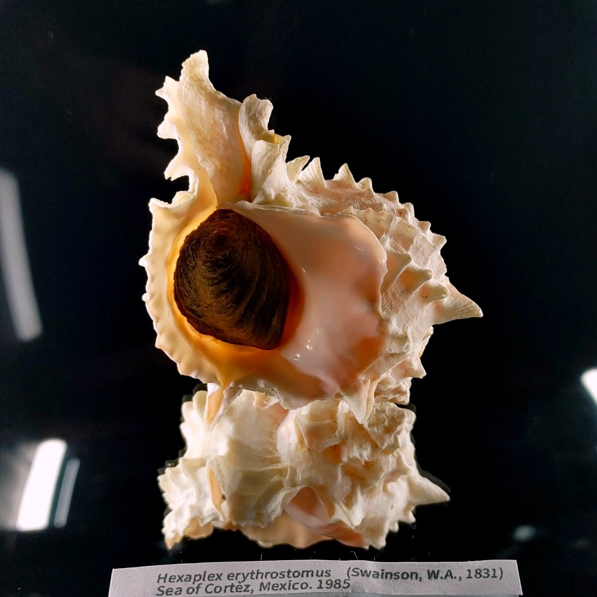 Yahoo!オークション - クレナイガンゼキボラ 貝殻 標本