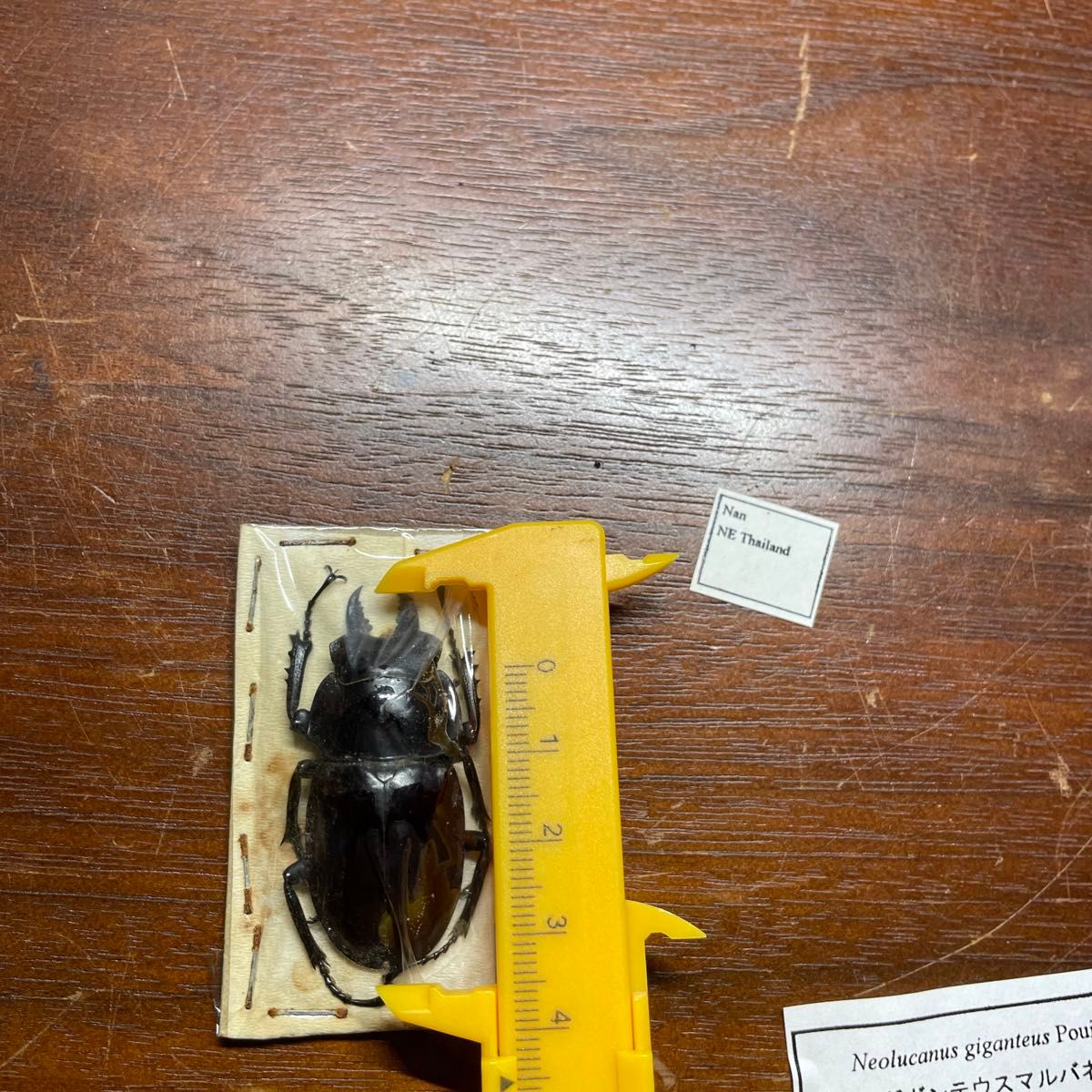 ギガンテウスマルバネクワガタ 標本｜Yahoo!フリマ（旧PayPayフリマ）