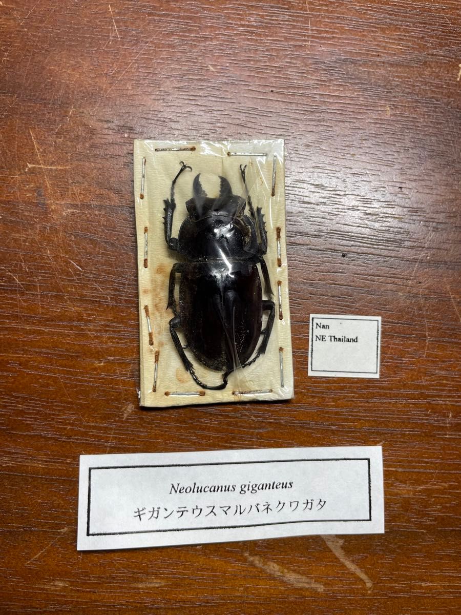 ギガンテウスマルバネクワガタ 標本｜Yahoo!フリマ（旧PayPayフリマ）