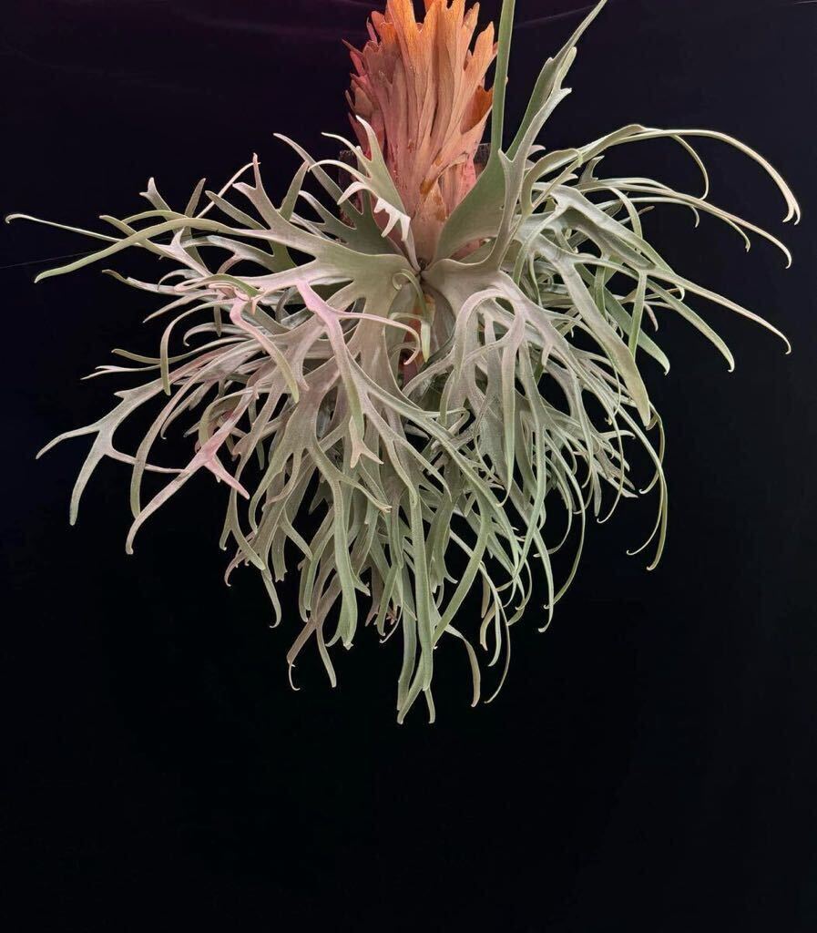 Yahoo!オークション - P. willinckii Bogie 波奇 ビカクシダ