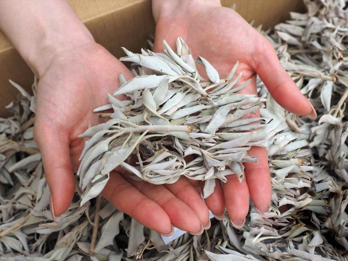 特選再入荷 無農薬カリフォルニア産【箱配送500g高品質ホワイトセージ