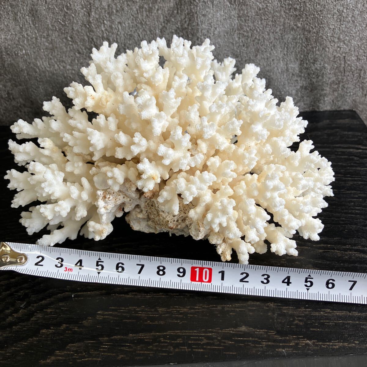 Yahoo!オークション - 本珊瑚 白珊瑚 原木 置物 高さ11/幅17.5cm 428g